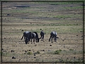 2012-02-21 08-16-18鳥瞰恩格龍格魯火山口.JPG